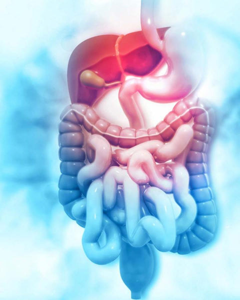 Evakuierung der gepulsten Bewässerung (PIE) für neurogener Darmer - transanale Bewässerung (TAI)
